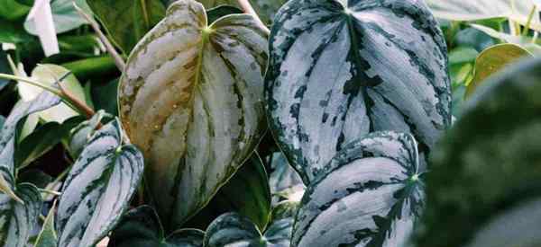 Crescente Philodendron Brandtianum Como cuidar de Brandtianum Philodendrons