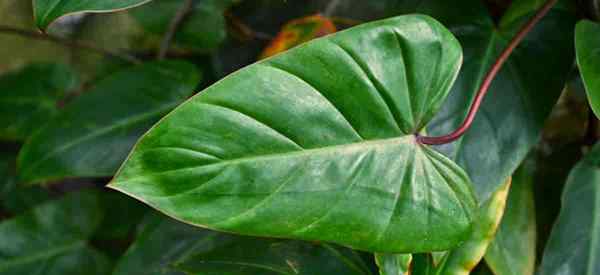 Cómo crecer y cuidar a Philodendron Erubescens Red Emerald