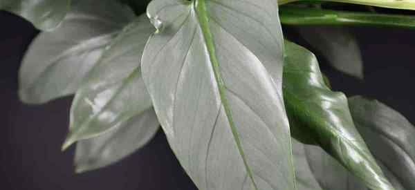 Como crescer e cuidar de Philodendron Hastatum Silver Sword