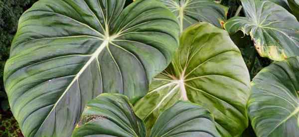 Como crescer e cuidar de Philodendron McDowell