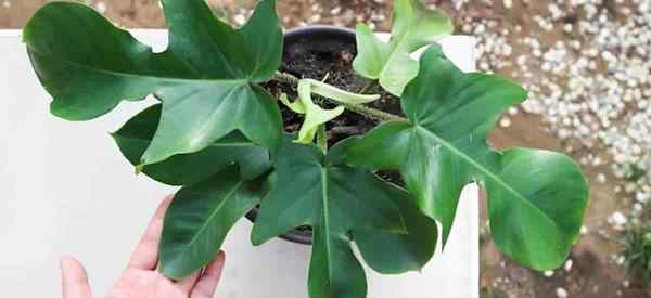 Como crescer e cuidar de Philodendron Pedatum