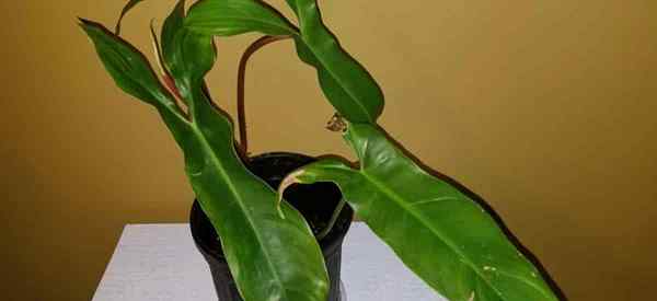 Crescente Philodendron mexicanum como cuidar do mexicano Philodendron