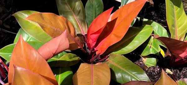 Cara Tumbuh dan Menjaga Putera Orange Philodendron