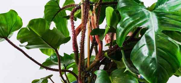 Menumbuhkan Philodendron Squamiferum Cara Merawat Squamiferum Philodendron