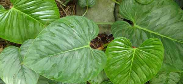 Wachsender Philodendron Sodiroi Wie man sich um Sodiroi Philodendrons kümmert