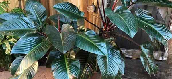 Comment grandir et prendre soin de Philodendron Congo Rojo