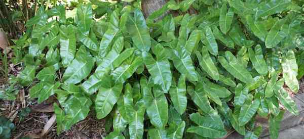 Crescente Philodendron Burle Marx Como cuidar de Burle Marx Philodendrons