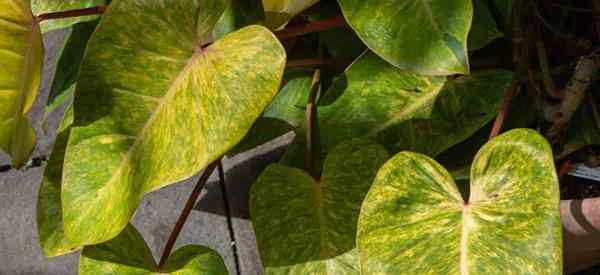 Wachsender Philodendron bemalte Lady, wie man sich um bemalte Lady Philodendrons kümmert