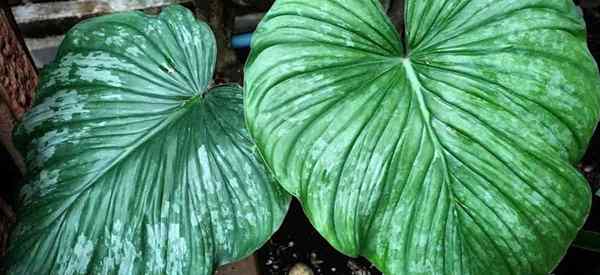 Wachsender Philodendron Mamei Wie man sich um Mamei Philodendrons kümmert