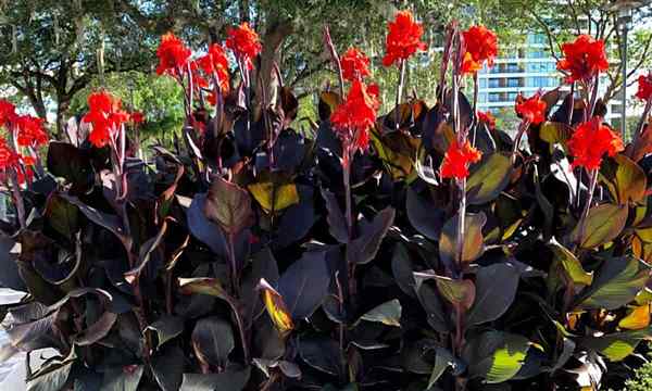 Kenapa Canna Lily saya tidak akan berbunga?