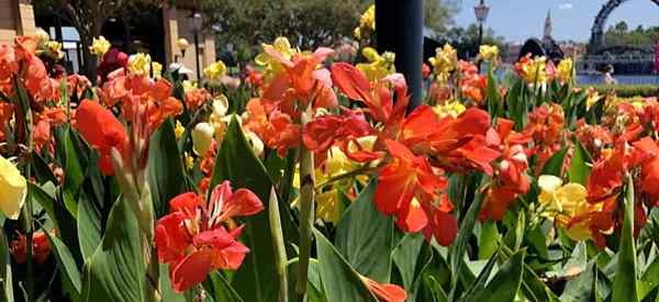 Overwintering pot Canna Lilies Cara Overwinter Poted Canna Lilies