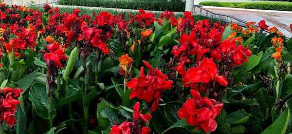 Canna lily sont des lys de canna toxiques pour les chiens