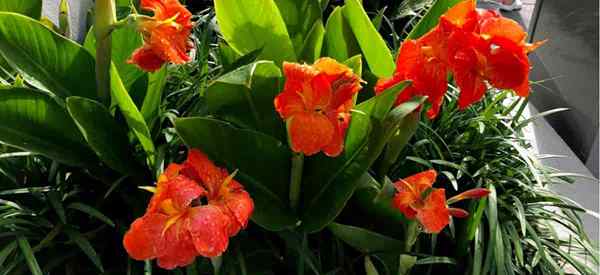 Cultiver des graines de canna comment faire pousser des lys de canna à des graines?