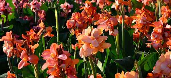 Canna Rost Wie man Rost auf Canna -Lilienpflanzen behandelt