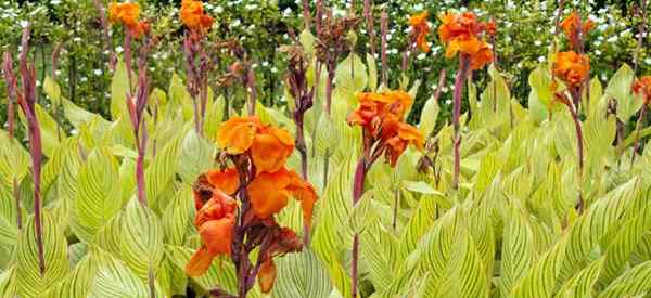 Apakah Canna Lilies menyebar? Apakah Canna Lilies Invasif?