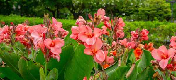 Canna rhizomes comment et quand planter des ampoules de canna