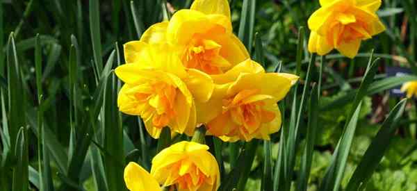 Mes jonquilles ne fleurissent pas - pourquoi?