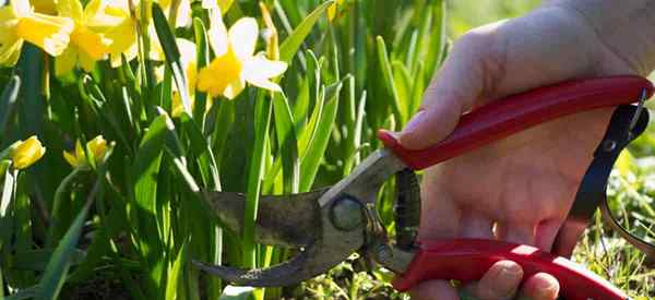 Avarias de narcisos quando você reduz os narcisos?