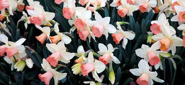 Cómo cultivar narcisos con flores rosadas