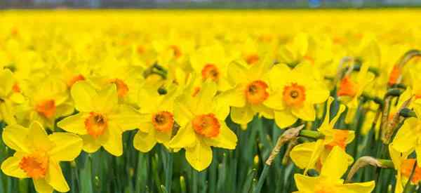 Naturaliser les conseils sur les ampoules sur la plantation de jonquilles comme Mère Nature