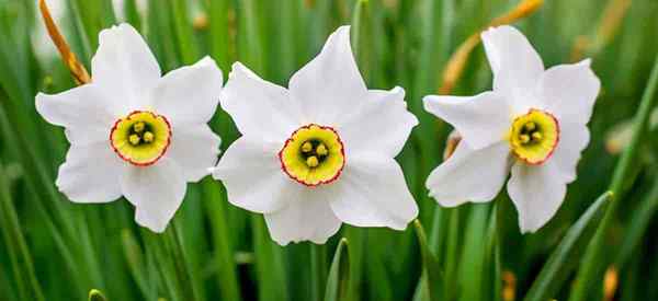 Narcisos florecientes ¿Cuánto tiempo florecen los narcisos??