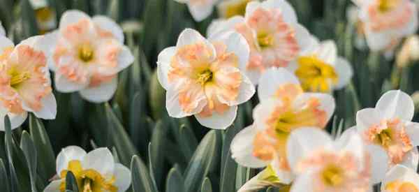 O que fazer com narcisos em vasos após a floração