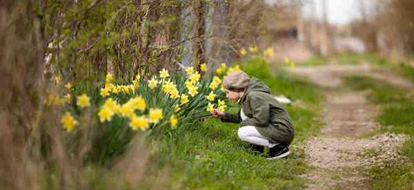 Was ist der Unterschied zwischen Narzissen und Jonquils?