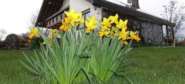 Cómo plantar narcisos en grupos