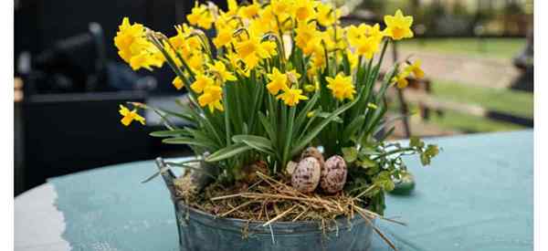 Comment planter des jonquilles dans des pots