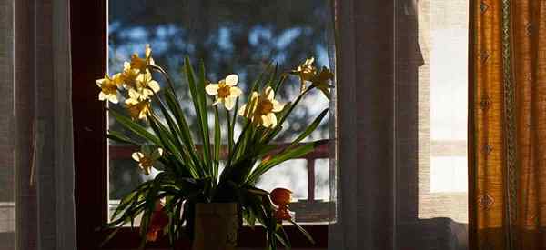 Cómo cultivar narcisos en interiores