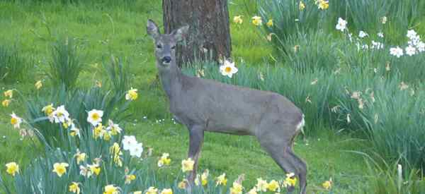 Les cerfs mangent-ils des jonquilles?