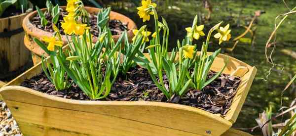 Des jonquilles miniatures croissantes sont-elles différentes?