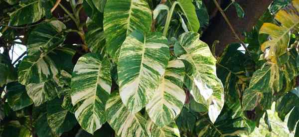 Golden Pothos vs Hawaiian Pothos (różnice i podobieństwa)