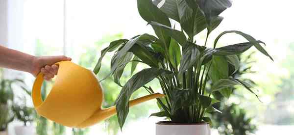 6 Tanda -tanda Peace Lily Overwatered (dan perbaikan langkah demi langkah)