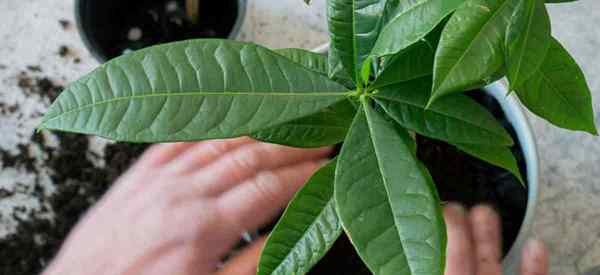 Cara memperbaiki reput akar dalam pokok wang (tanda dan sebab)