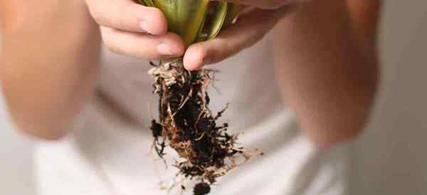 Tanda -tanda Loji Ular Over Watered (Langkah demi Langkah Penyelesaian)