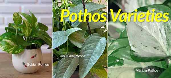 Variedades de Pothos 10 tipos populares de Pothos para su hogar