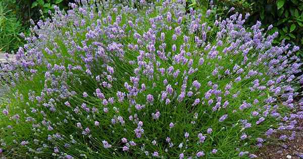 11 de las mejores variedades de lavanda para climas calientes