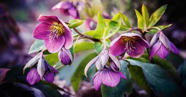 Adalah hellebores toksik kepada haiwan atau orang?