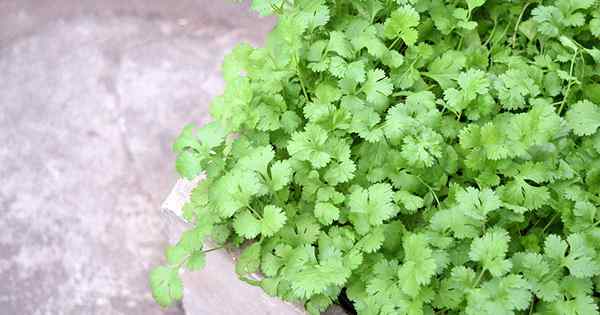 Cómo plantar y cultivar cilantro