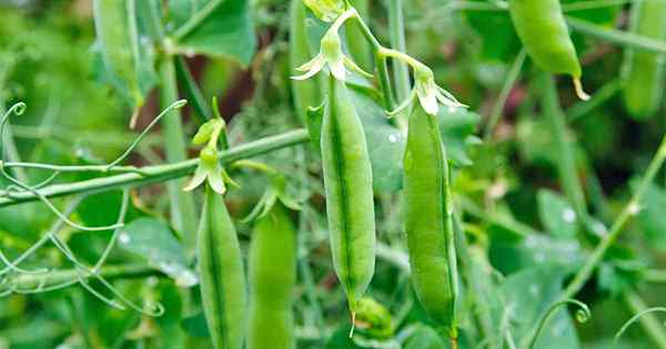 Aprenda a plantar y cultivar guisantes