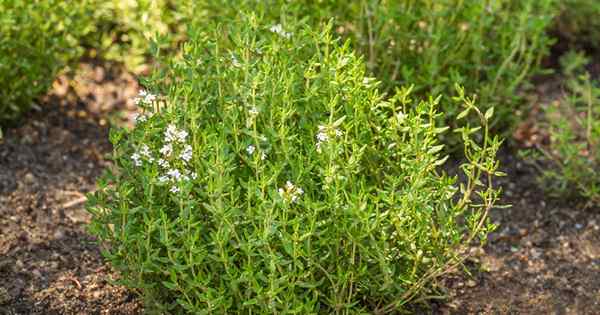 Cara tumbuh dan menjaga thyme biasa