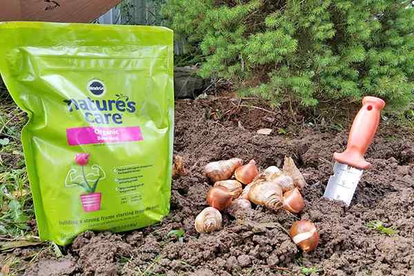 Amigo o enemigo de la comida de huesos? Aprenda a usarlo en su jardín