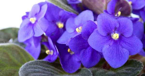 Raisons et correctifs pour les longs cols et les violettes africaines aux jambes