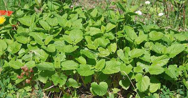 Cara menanam dan menggunakan lemon balm