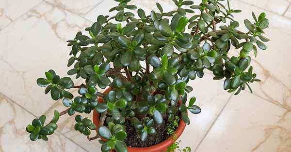 11 raisons (et correctifs!) pour les feuilles mou sur les plantes de jade