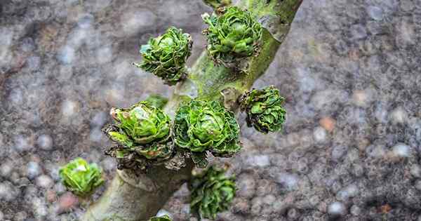 Rosenblättern Sprossen, was für schlecht geformte Köpfe zu tun ist