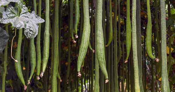 Glattere Haut aus dem Garten? Erfahren Sie, wie man Loofah wächst