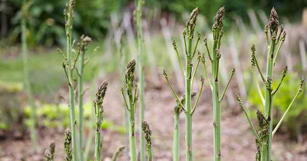 Quelle est la différence entre les plantes d'asperges masculines et féminines?