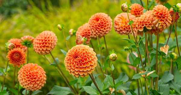 Comment identifier et contrôler les ravageurs de dahlia